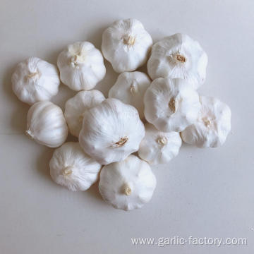 Chinese fresh elephant pure white garlic